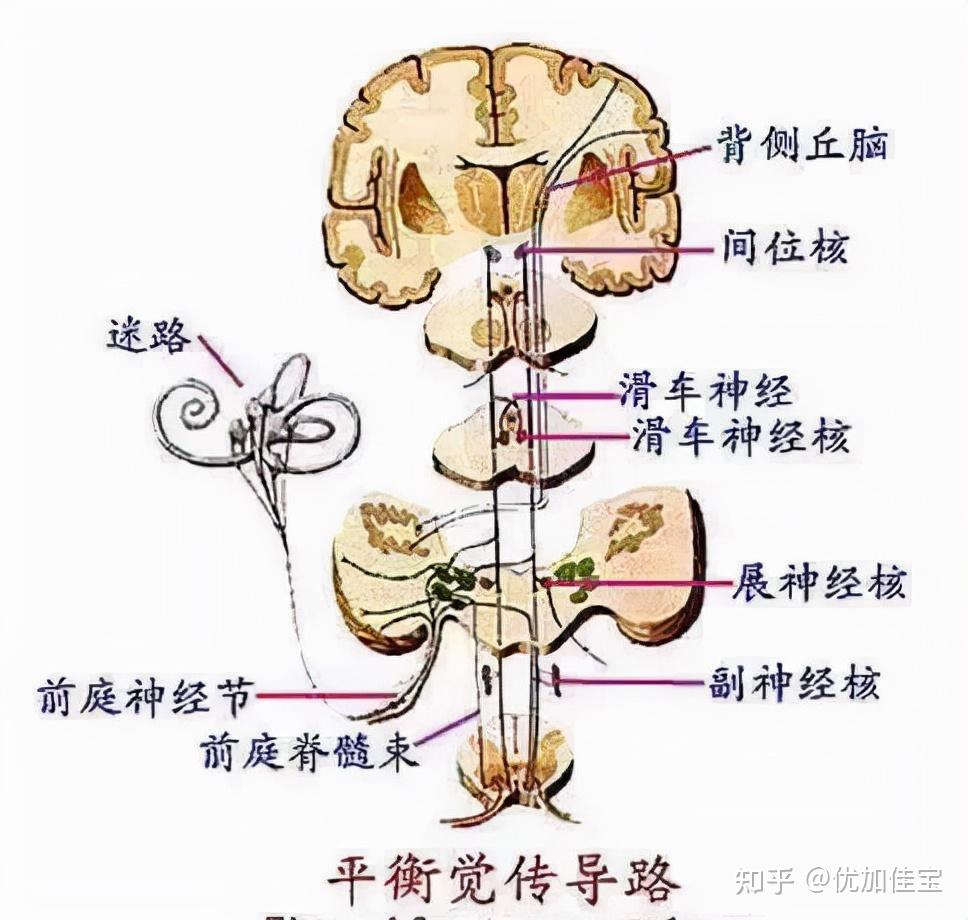 前庭系统与其它神经系统间的关系,以及感统训练的家庭指导 - 知乎