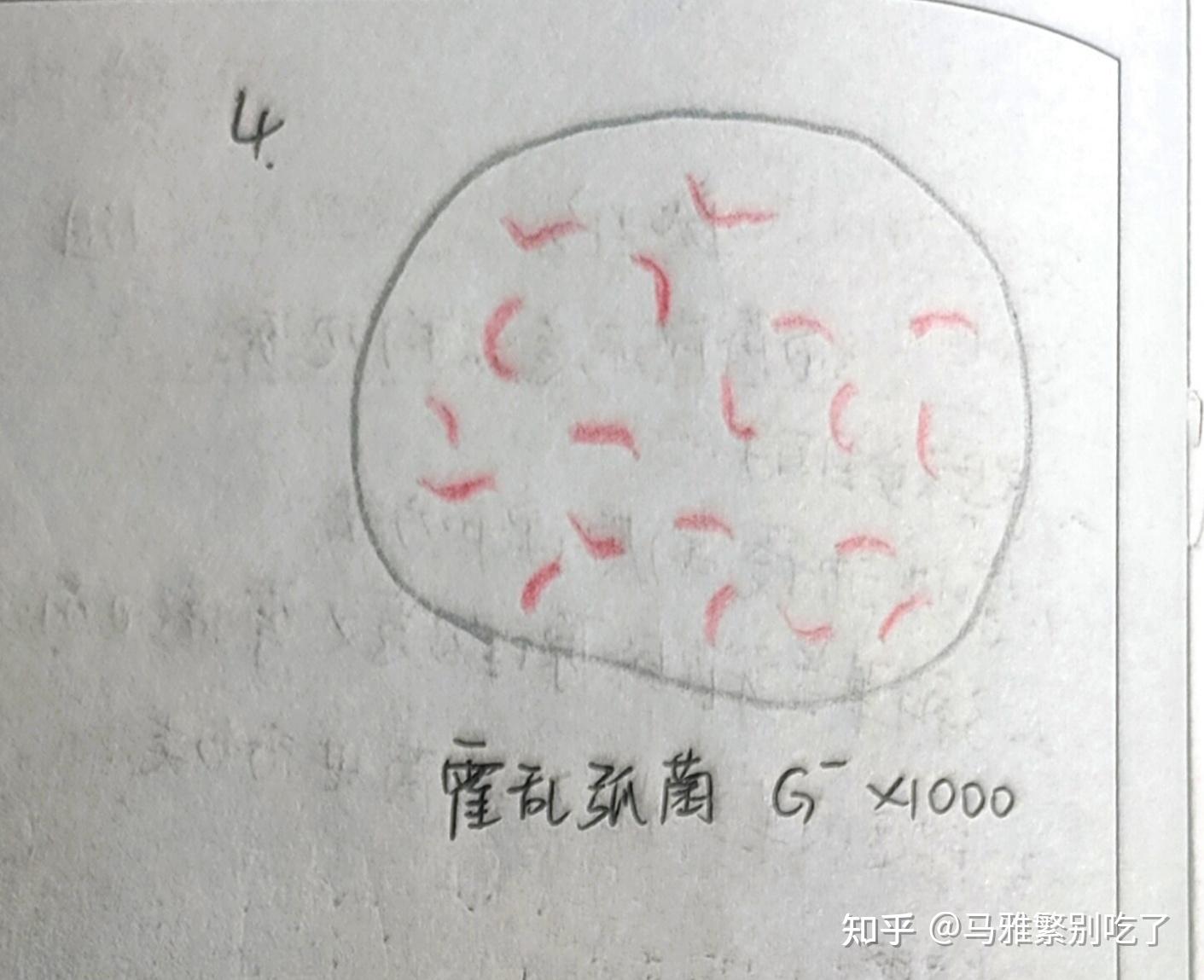 细菌的形态结构观察绘图(微生物学)