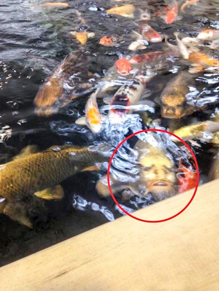 人面鲤鱼.
