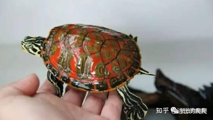 水性最好的龟,到底在哪里? - 知乎
