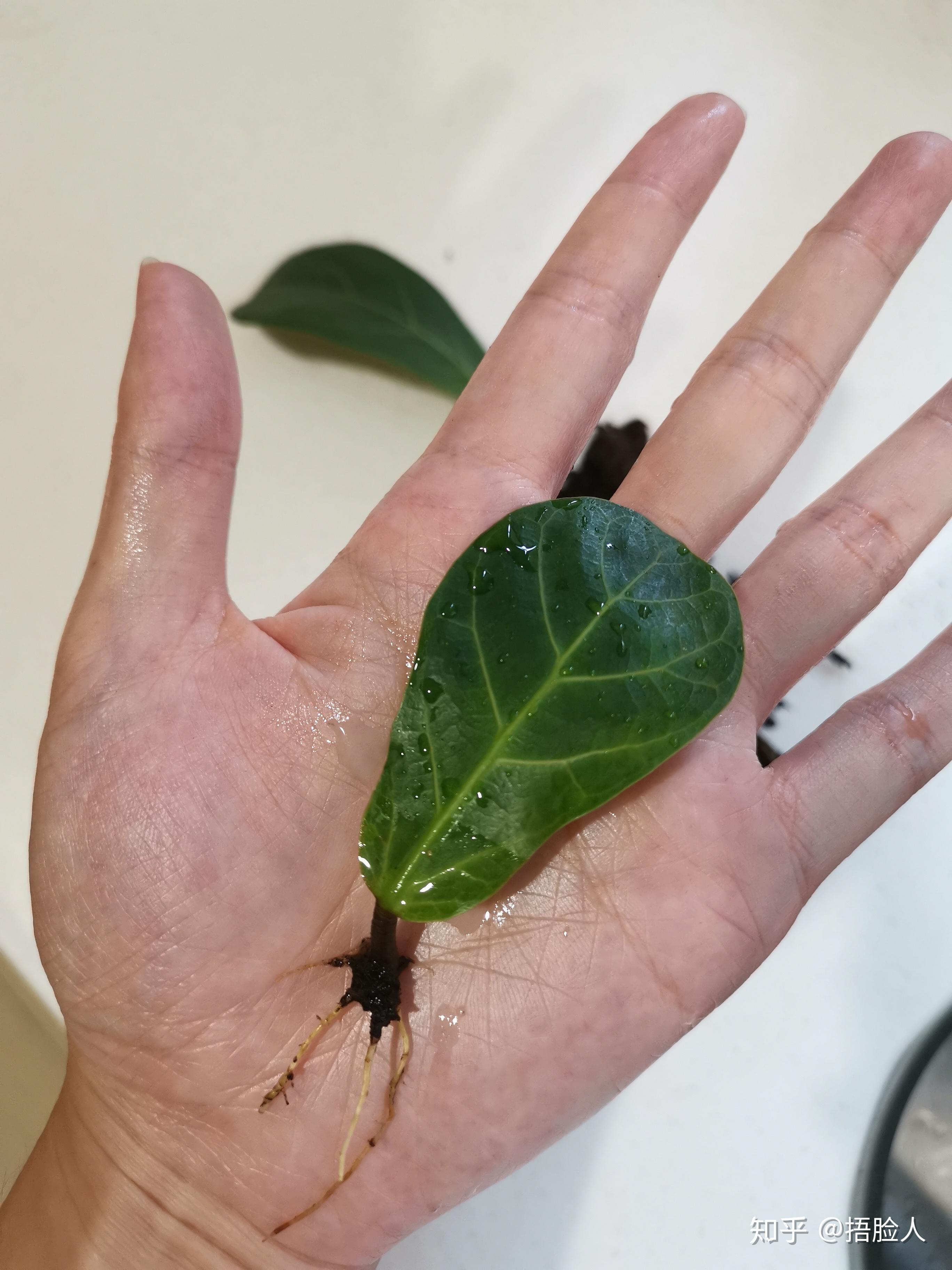 龟背竹水培好土培好 v2-4aba8f124e8061cacd62ff1363b46fad_r.jpg