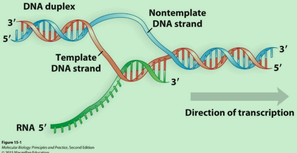 遗传信息的转录与mRNA - 知乎