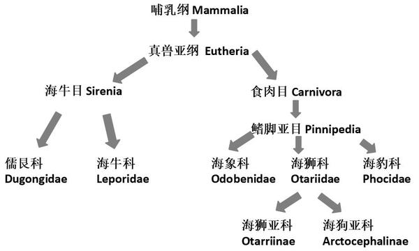 海牛 儒艮 海象 海狮 海豹 海狗 傻傻分不清楚 作者 海生张 知乎