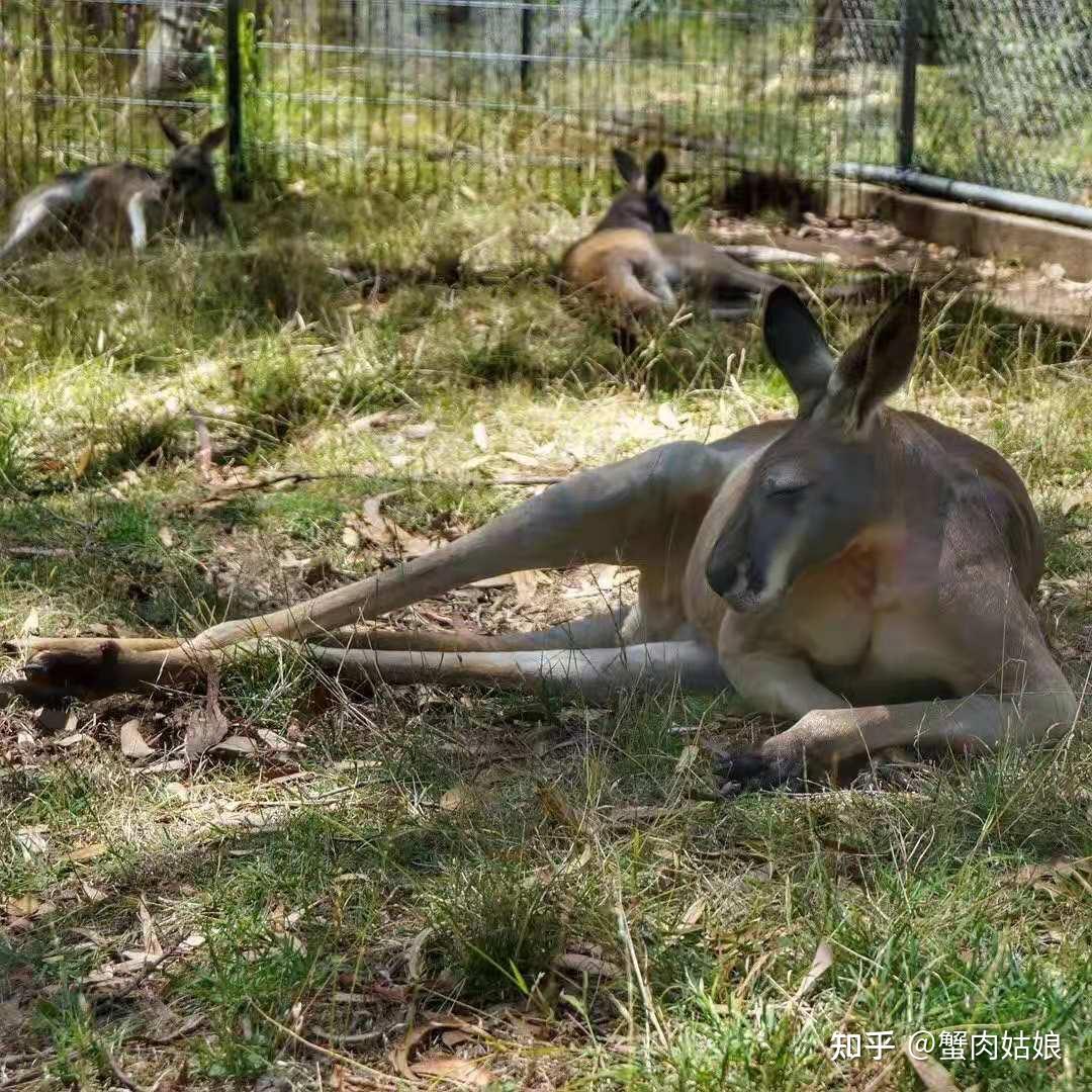 云游故地ep03澳大利亚阿德莱德克莱兰德野生动物园clelandwildlife