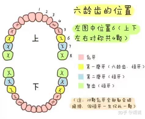 换牙多久 v2-4ac51fdb78c28975f21c72c9786fc28d_r.jpg