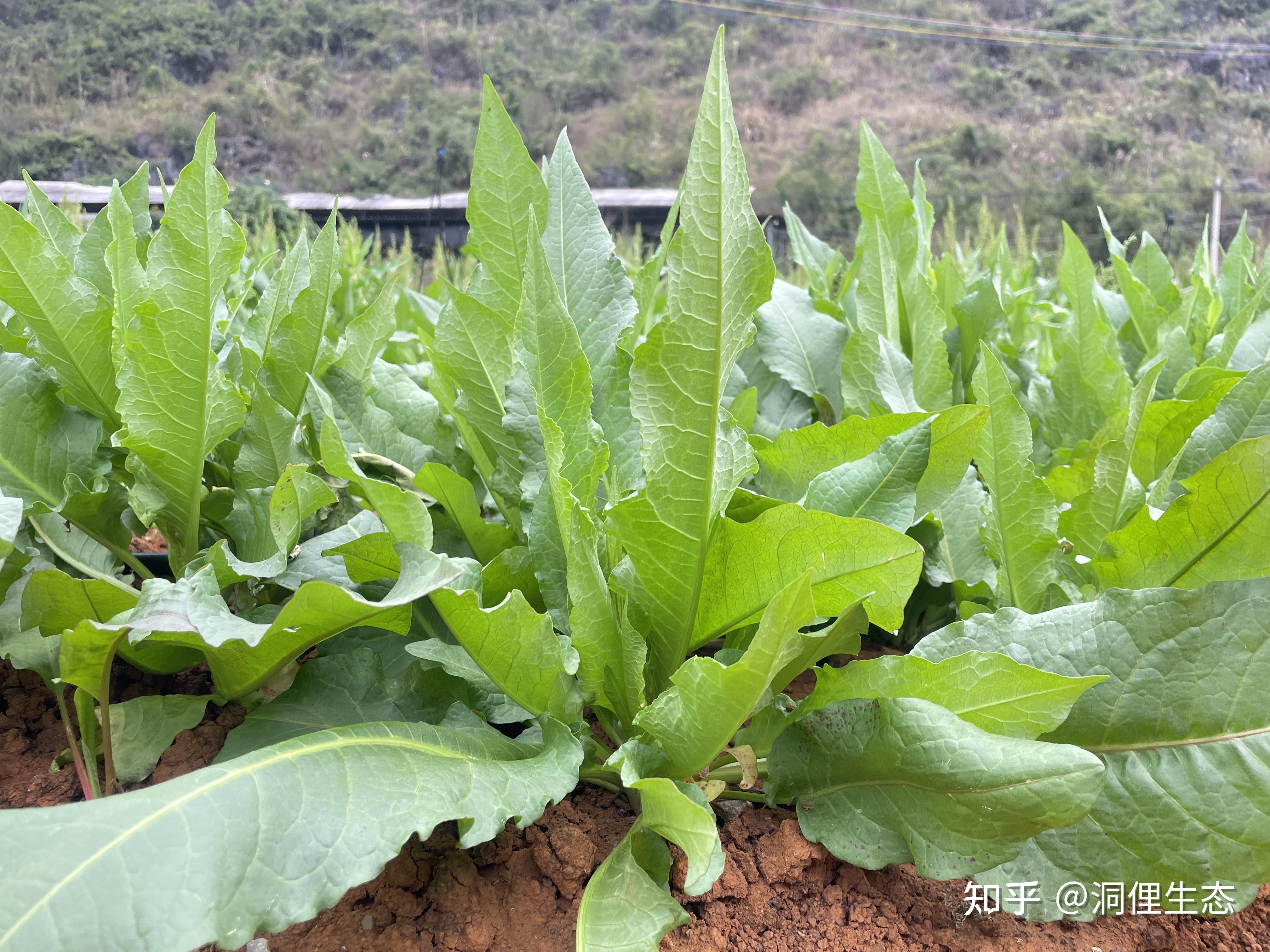 洞俚生态食叶草栽培技术,亩产20-60吨 - 知乎