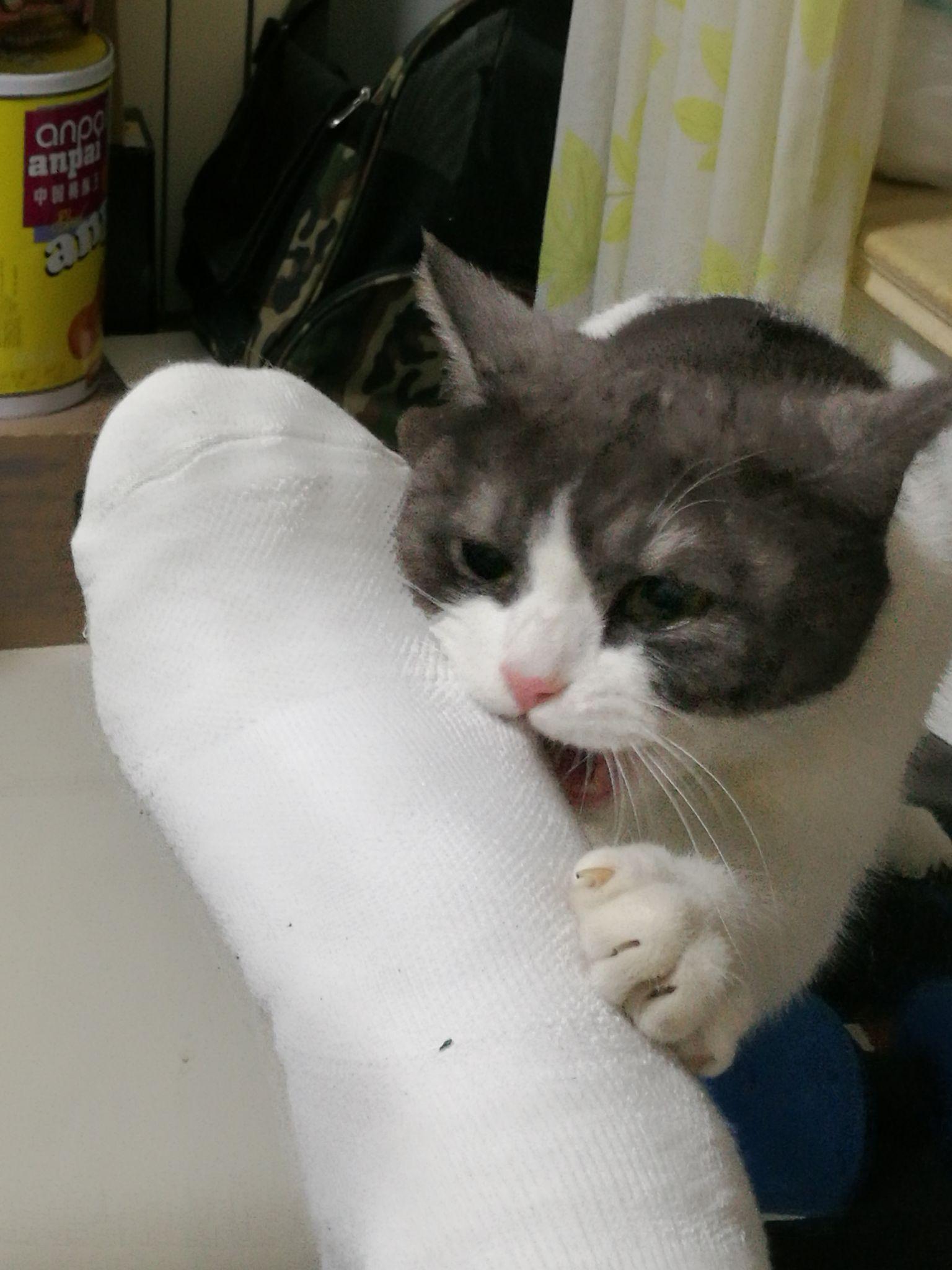 养一只奶牛猫是什么感受?