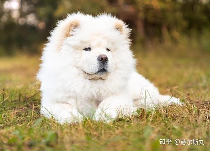 中国有些家犬品种,其实是世界上最古老、也是最稀少的品种(4) - 知乎