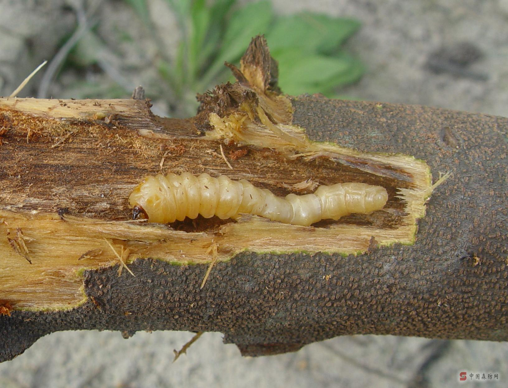昆虫记笔记图解天牛幼虫