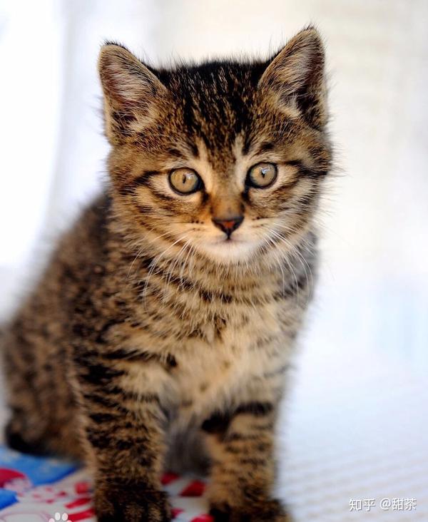 「科普」土猫の分类,如何选个主子来伺候