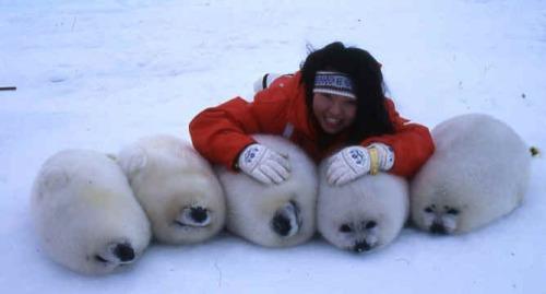 格陵兰海豹生活在哪个国家？想收养一只现实吗？要多少钱和什么手续啊？ - 知乎