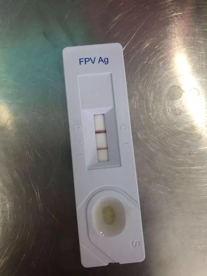 fpv猫瘟检测卡怎么看图片