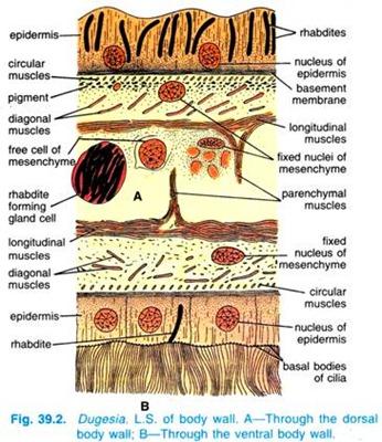 图说肌肉系统muscularsystem无脊椎动物