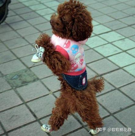 泰迪犬飼養雷區這些行為不能再做了