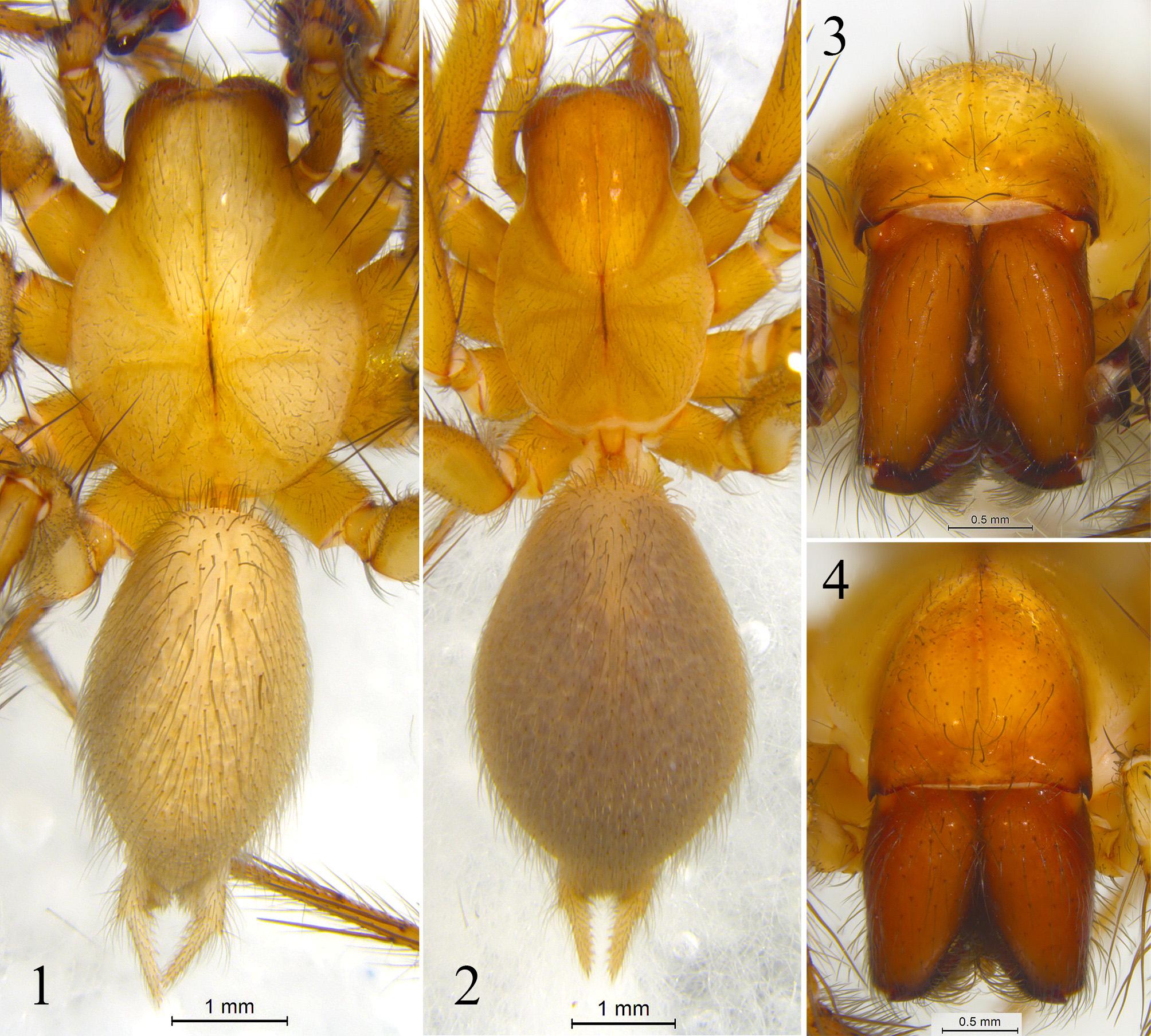 除了盘旋龙隙蛛外,还有四种蜘蛛也是无眼的,分别为:coelotes troglo