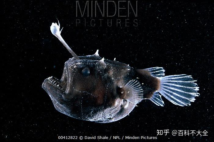 动物篇36硬骨鱼