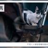 猫咪患上白血病的37 个症状以及该病的防治 知乎