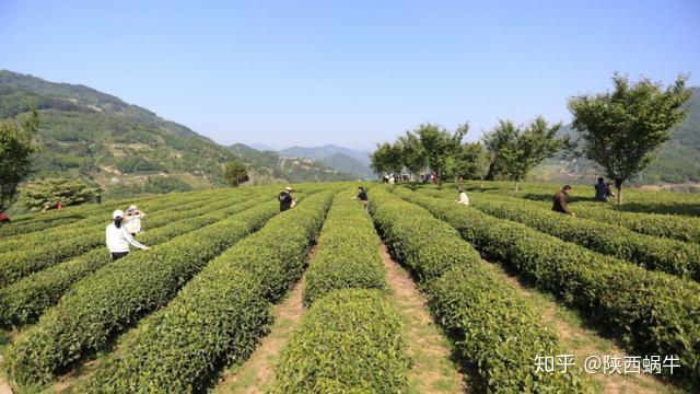 漢濱區,平利縣,26日啟動儀式在紫陽縣向陽鎮魔芋包觀光茶園舉行,安康