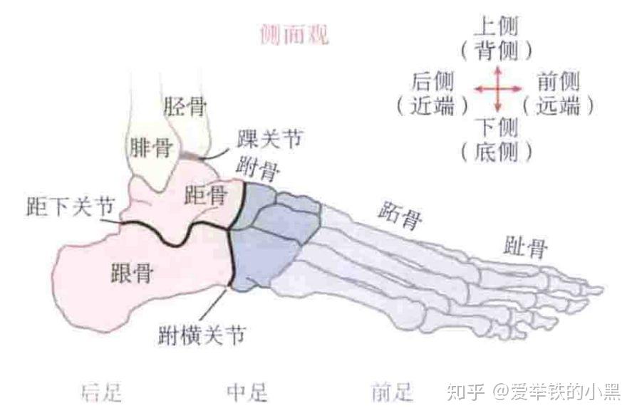 后足由距骨,根骨,和距下关节组成;中足由其余跗骨,包