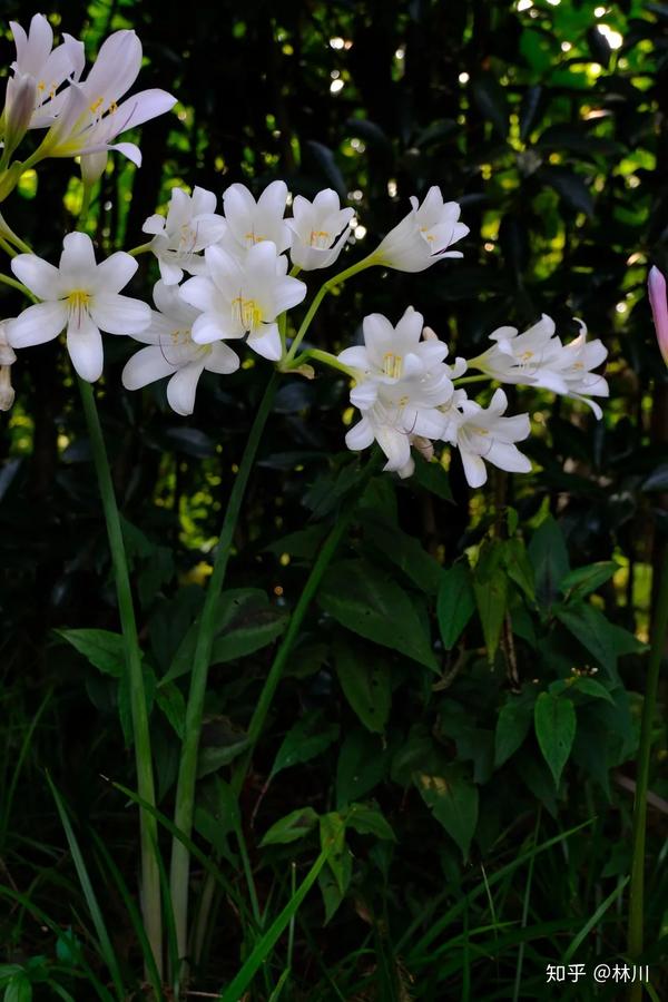 石蒜 对彼岸花的重新审视 知乎