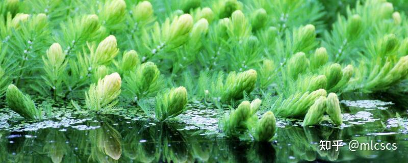 水生植物怎麼養