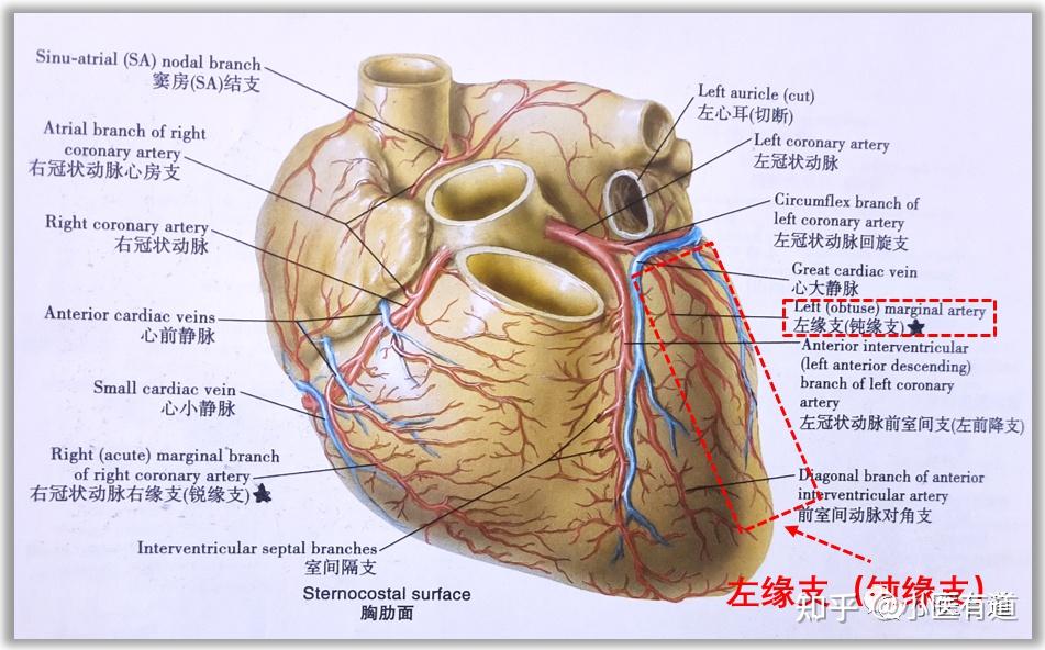 冠状动脉各分支图解图片