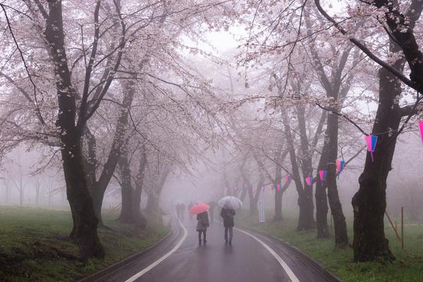 樱花红了||爱你的"右先生"会陪你去日本这10个地方赏樱!