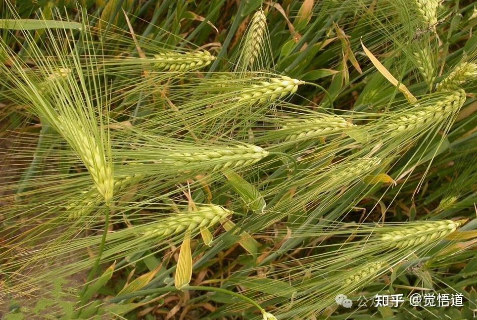 同样是麦:为什么面包是小麦做的,而啤酒是大麦做的? - 知乎