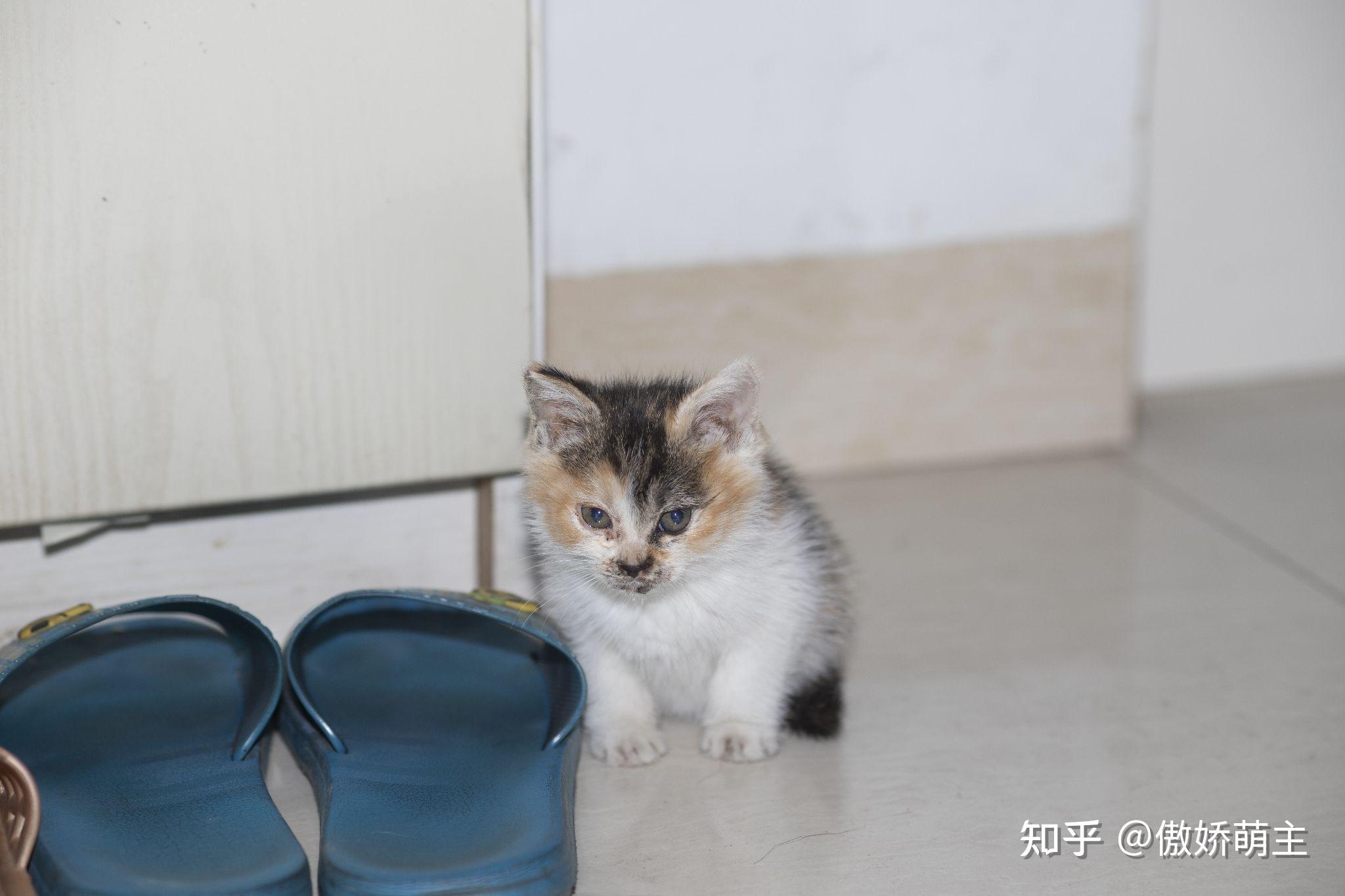 能看看你家猫咪的自拍照吗