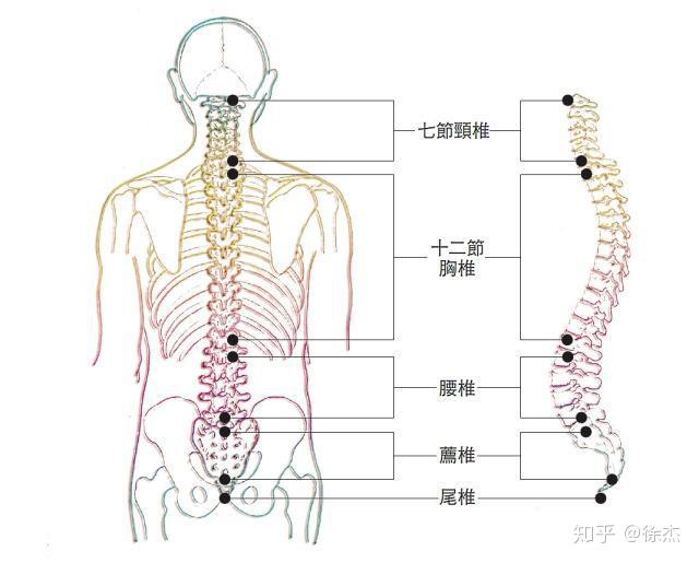 脊椎是一个强有力地身体支撑结构,由椎体,椎间盘,脊髓与神经根,以及
