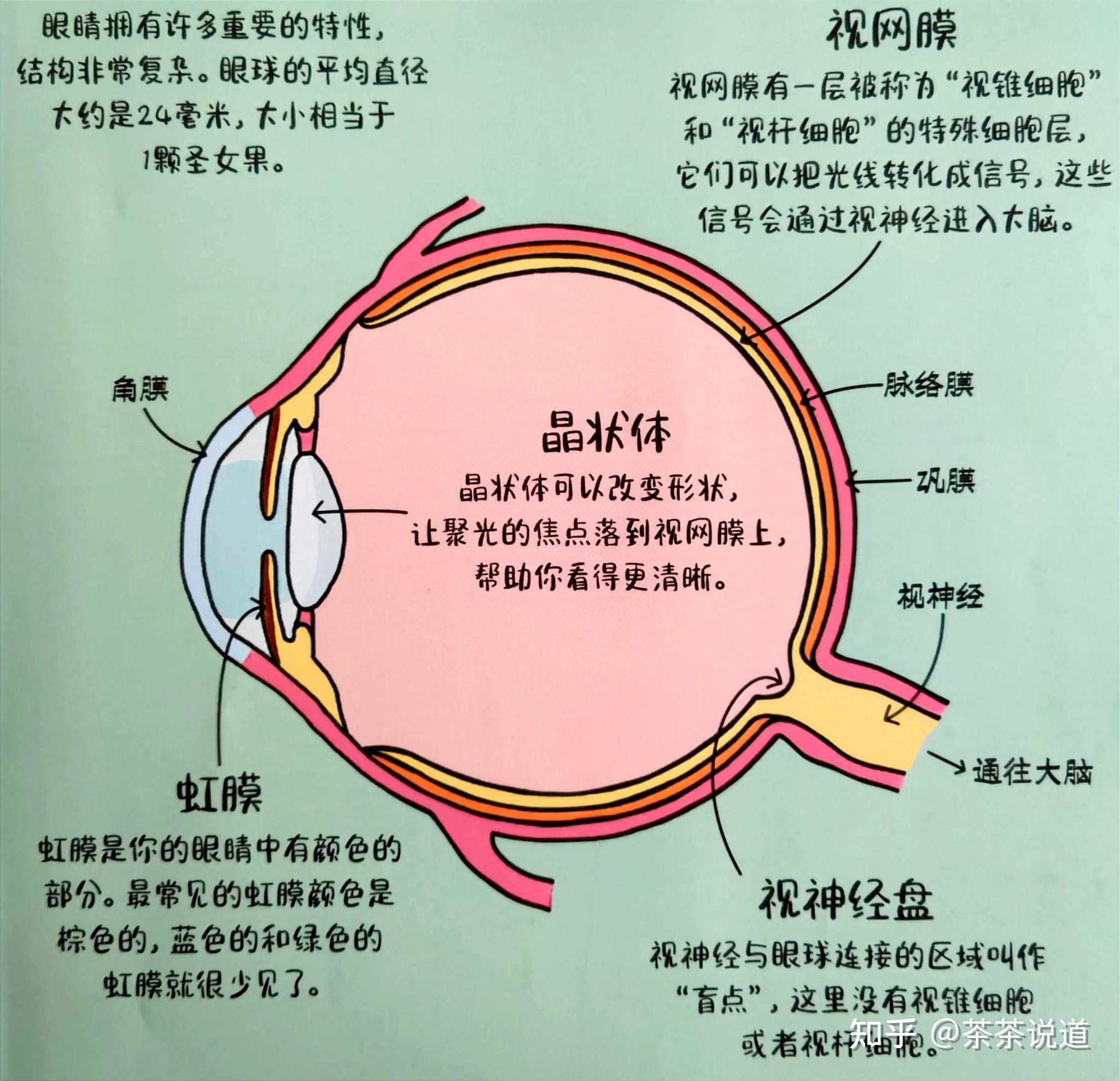 眼部结构与功能图解图片