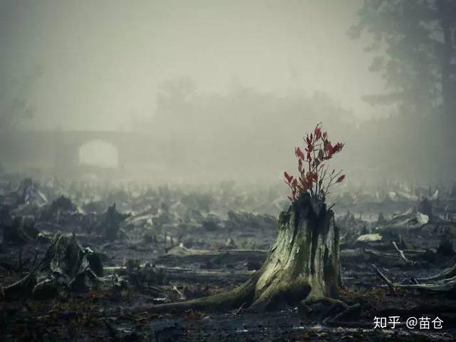 世界上最励志的树木,生命尚存,希望永不破灭