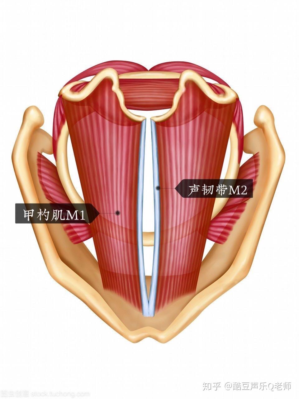 格物知声第二期以高音为例说说我们的思想流程