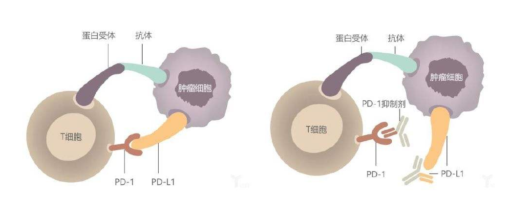 筆記:pd1免疫治療十大問題總結