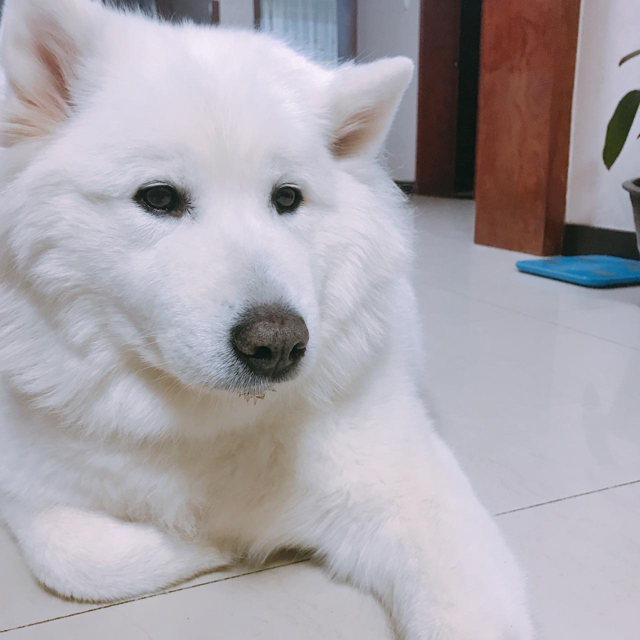 萨摩耶性格残忍吗? - 知乎