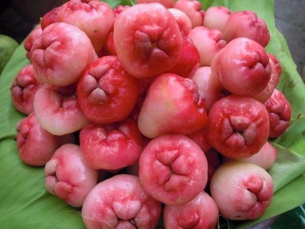 莲雾,因其形状神似长了痔疮而被称为"痔疮果"