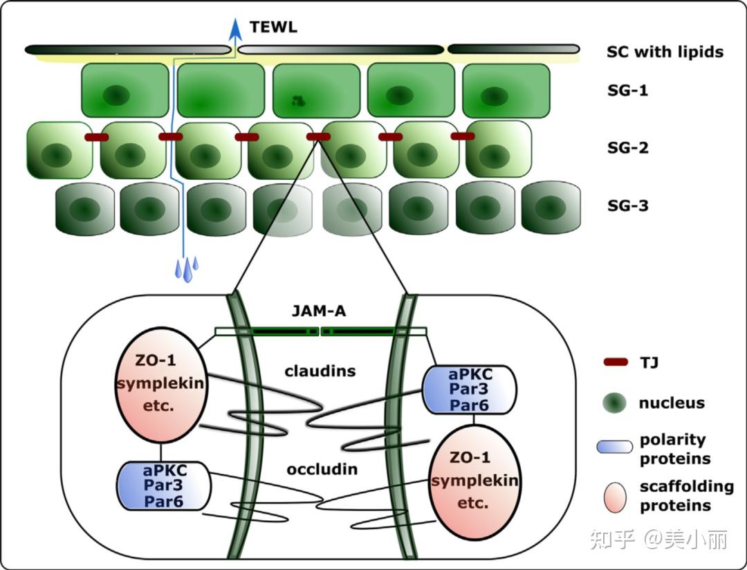 另外,细胞之间的连接装置,如紧密连接蛋白(claudin家族蛋白,闭合蛋白