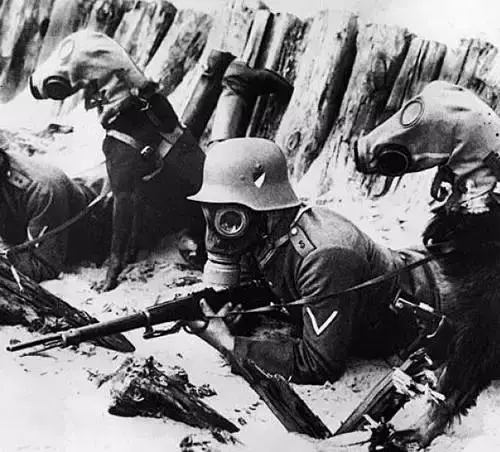 一战时,毒气首次被应用,一些嗅觉灵敏的狗狗被训练成毒气报警器,一旦