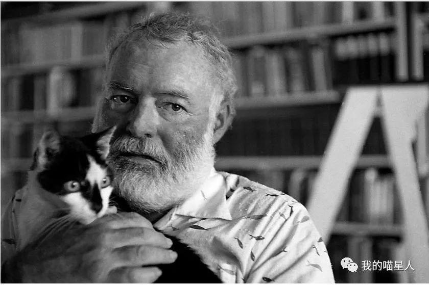 名人与猫猫奴海明威与猫的不解之缘