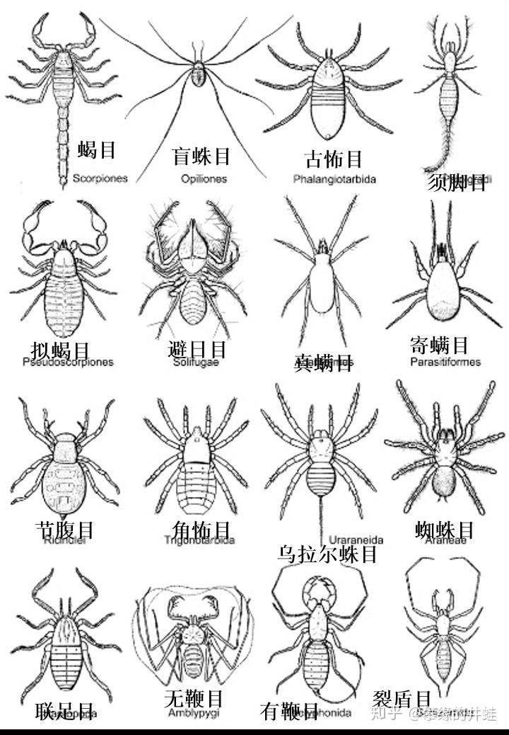 二叠纪生物简笔画图片