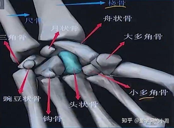 骨学总结汇总 - 知乎