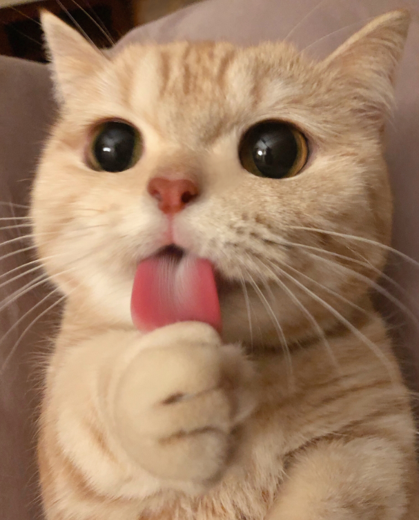 你见过最好看的橘猫长什么样？ - 知乎