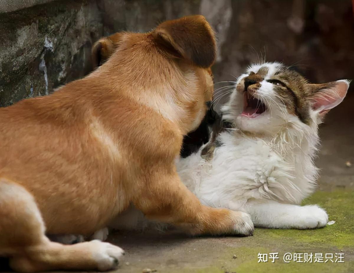 两只流浪猫打架 看到最后这姿势 不厚道地笑了