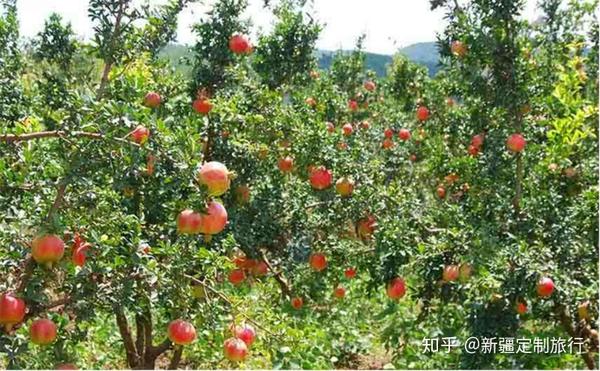新疆最奇葩4种水果及新疆水果季节成熟早知道 知乎