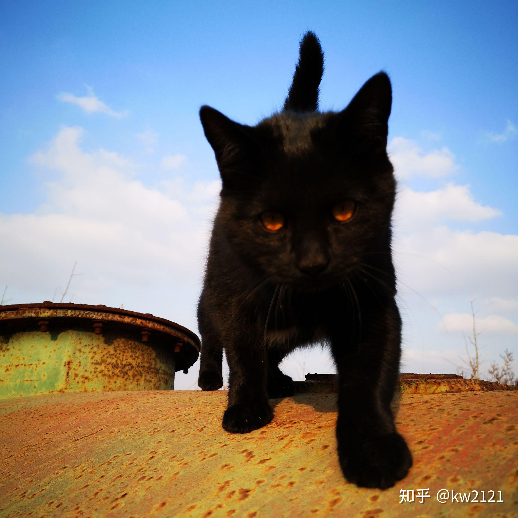 想养猫 请问有哪些纯黑色的猫推荐? - 知乎