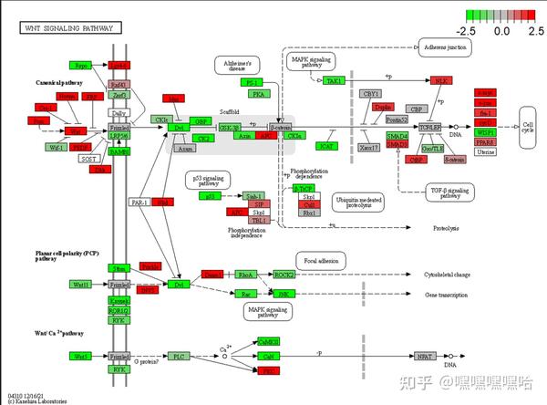 RNA-seq入门实战(六):GO、KEGG富集分析与enrichplot超全可视化攻略 - 知乎