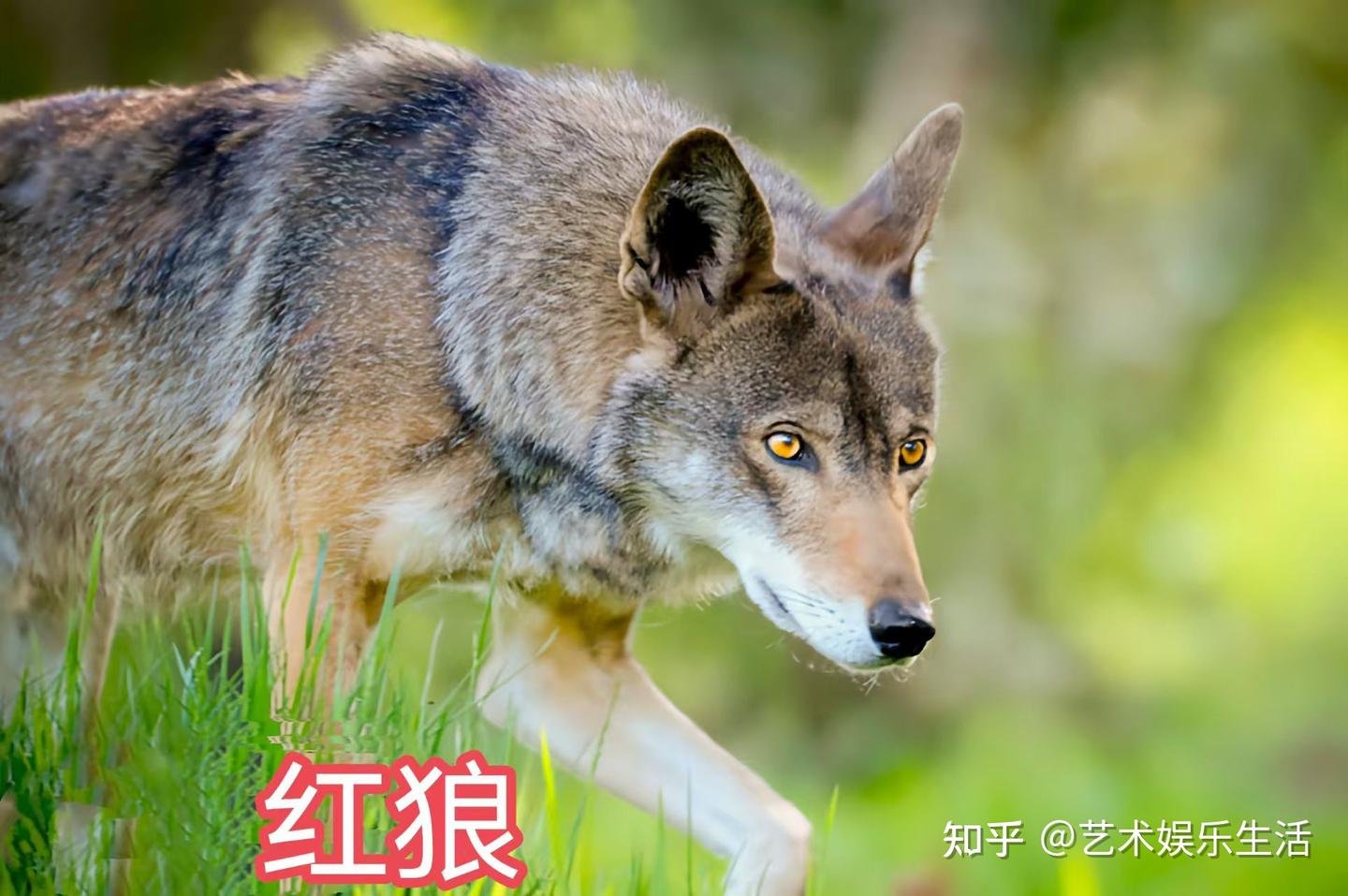 犬科的36种动物，种群数量达到了惊人的地步 - 知乎
