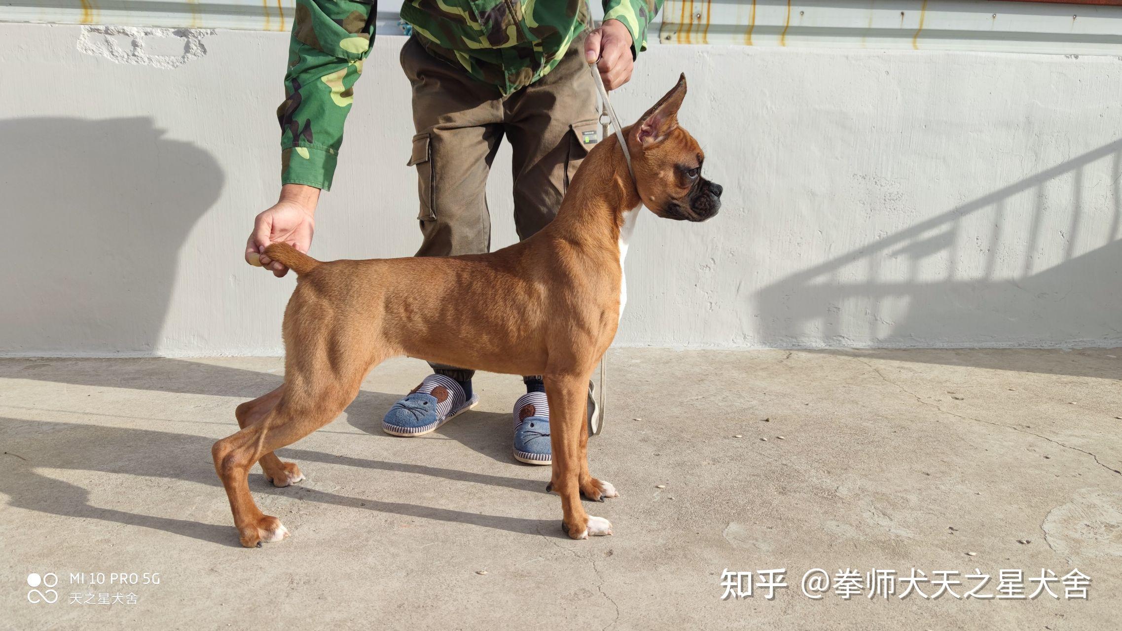 2019年中国拳师犬排行一，本土繁殖排行一 - 拳师版 - 猛犬俱乐部-中国具有影响力的猛犬网站 - Powered by Discuz!