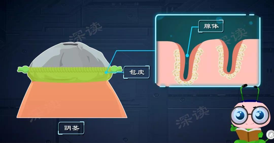 就像眼睑保护眼睛一样