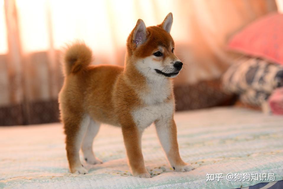 纯种柴犬的尾巴是非常粗壮有力的,大概呈现出镰刀的形状.